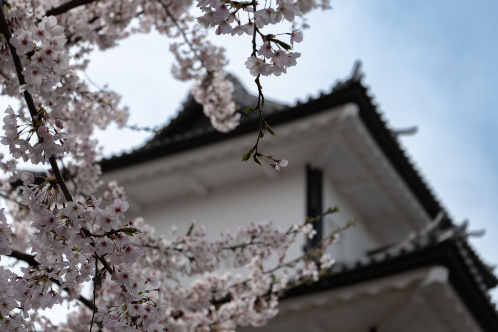 桜満開の兼六園