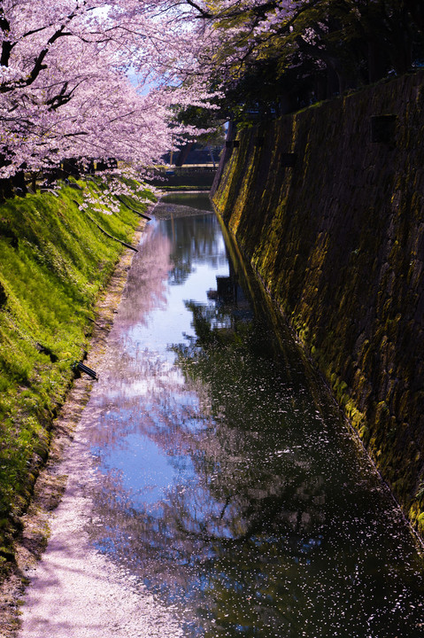 石川門と満開の桜