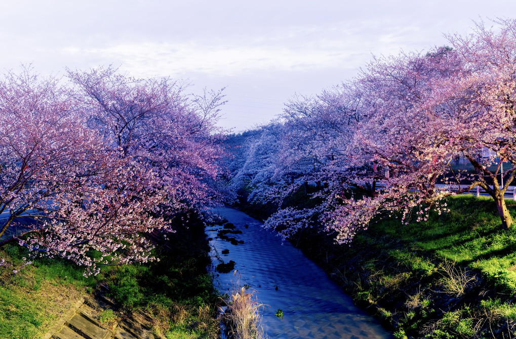 竹谷川の桜