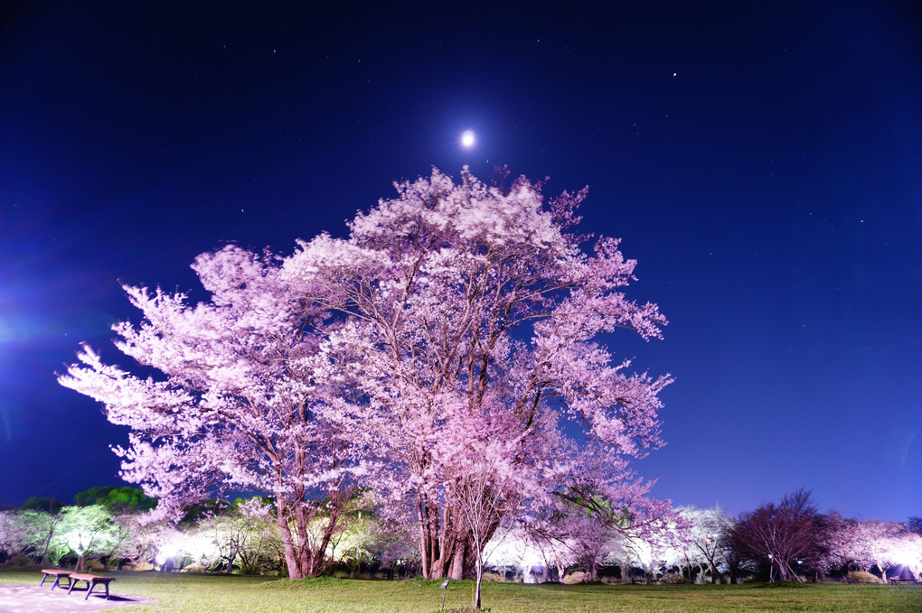 月夜に舞う桜