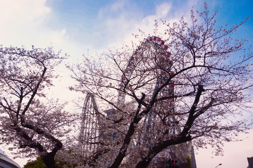 桜と観覧車。