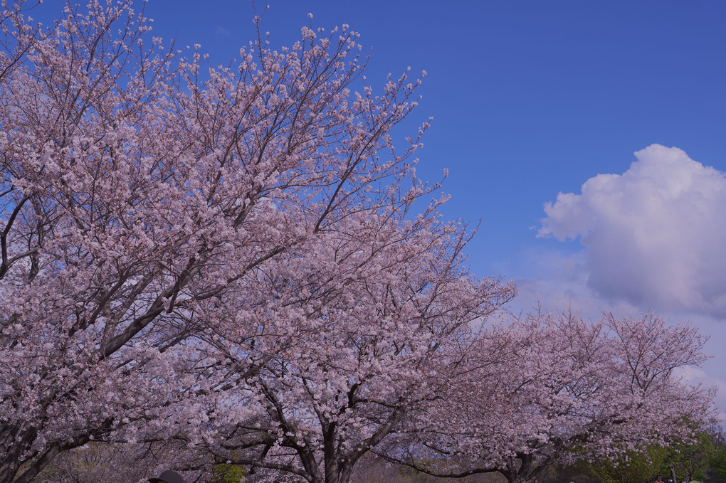 青空とさくら　Cherry Blossom and Blue Sky