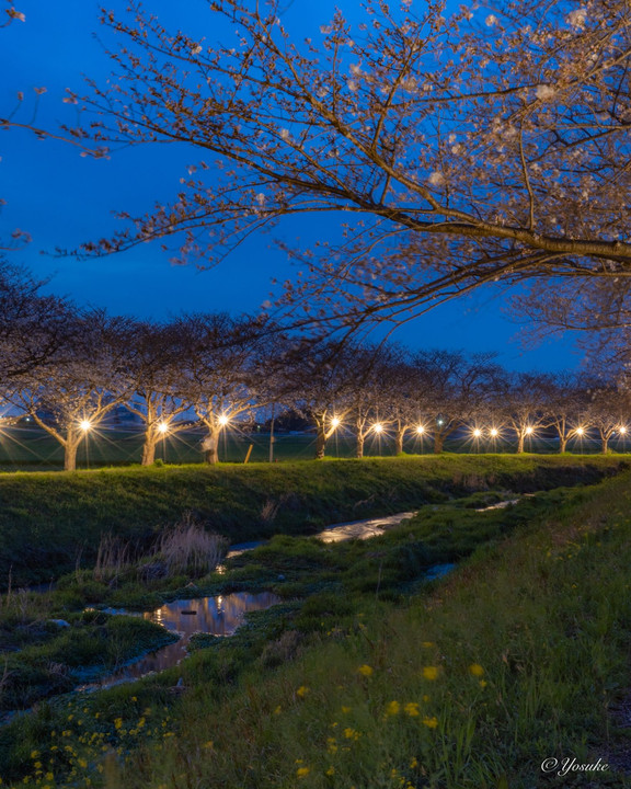 草場川の桜並木ライトアップ