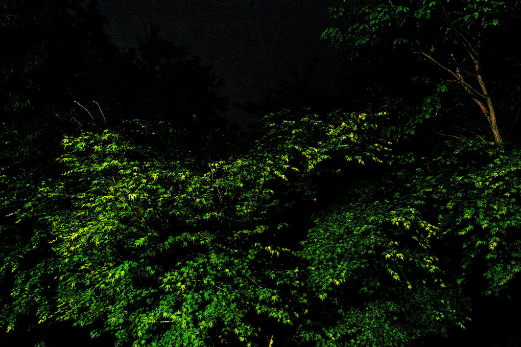 深夜の緑
