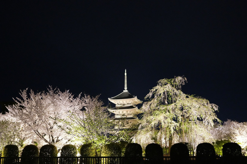 東寺　夜桜