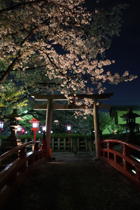 京都　六孫王神社　夜桜
