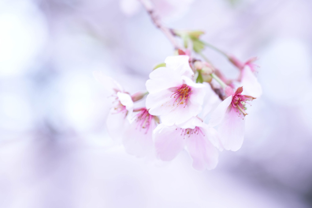色々桜