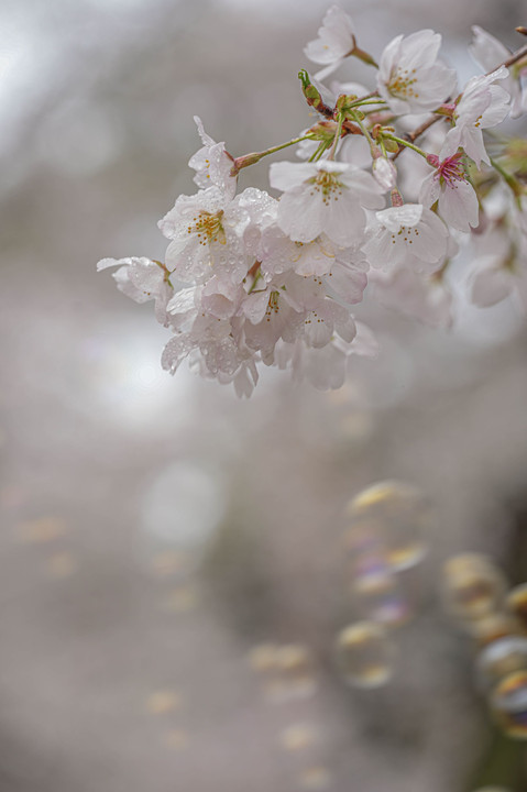 桜とシャボン玉