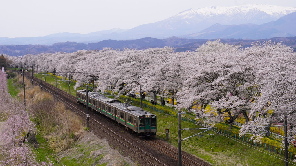 蔵王と桜と電車と