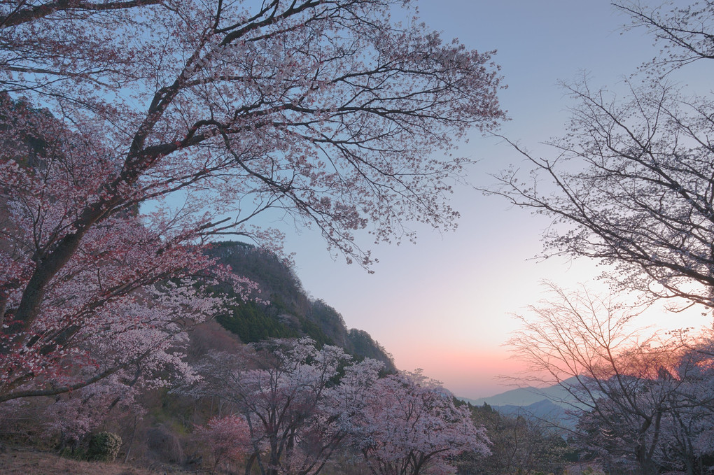 朝焼けの桜