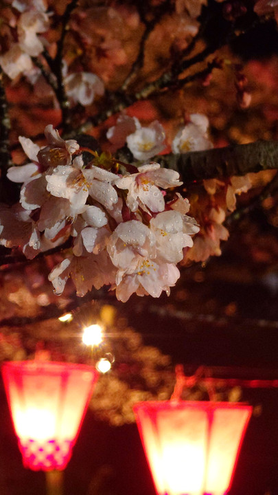 雨の中の夜桜