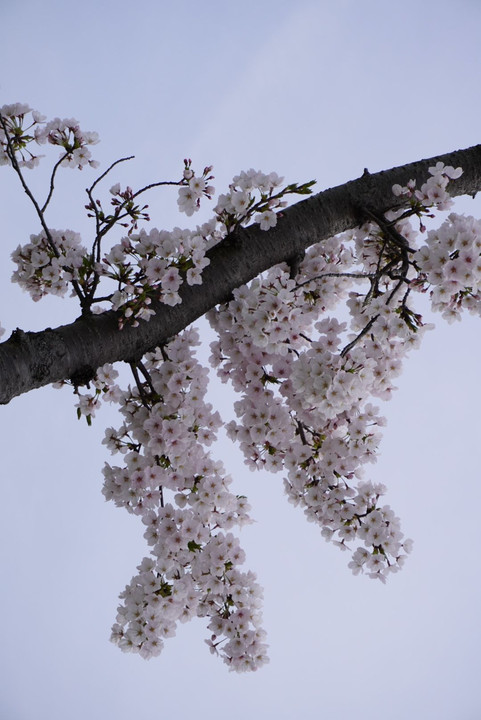 待ちに待った桜