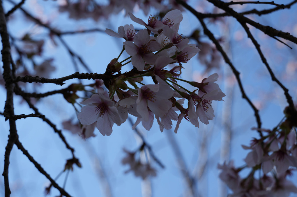 晴れた朝の桜