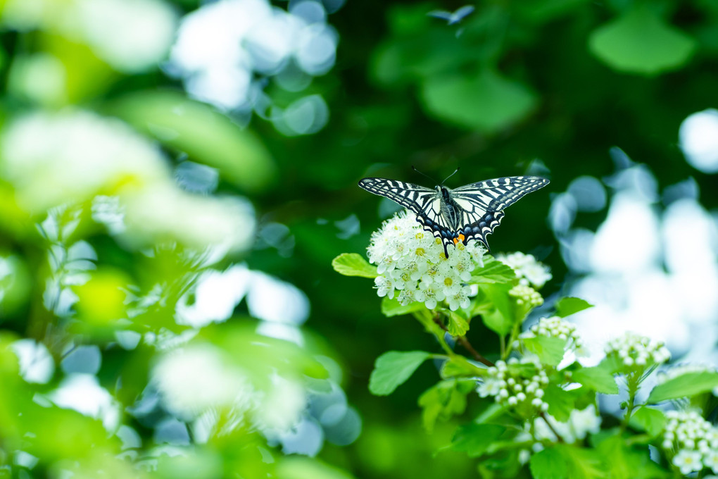 テマリシモツケの上に舞い降りた　アゲハ蝶