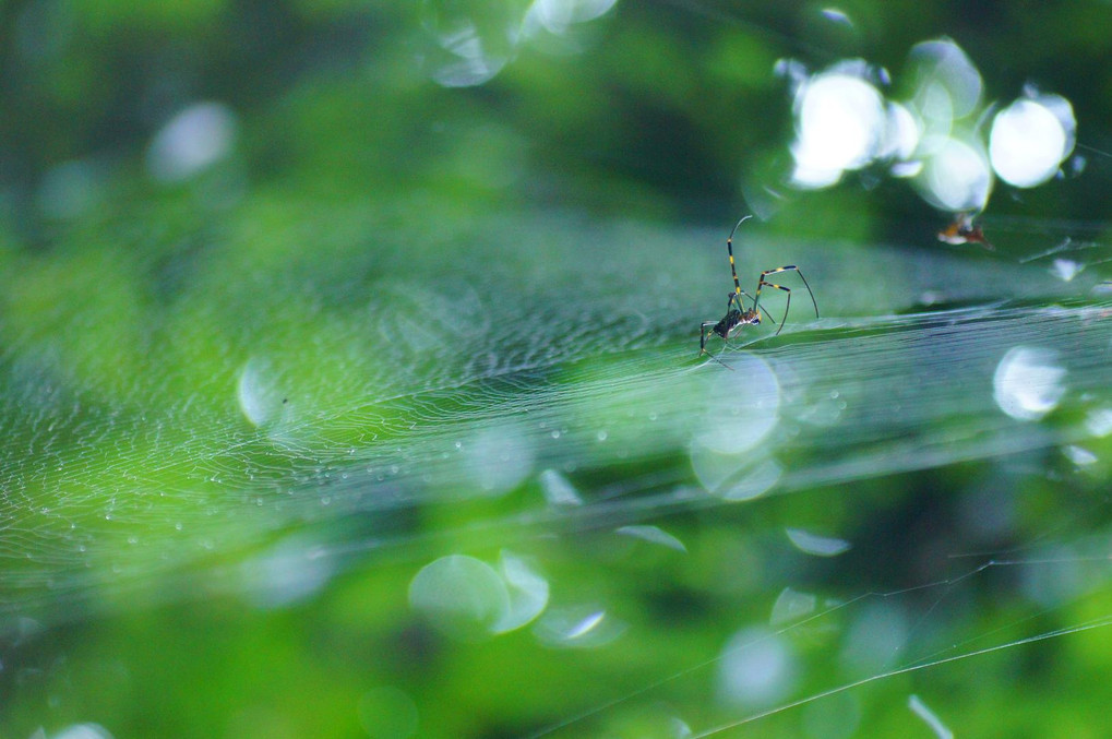 雨上がりの一狩り