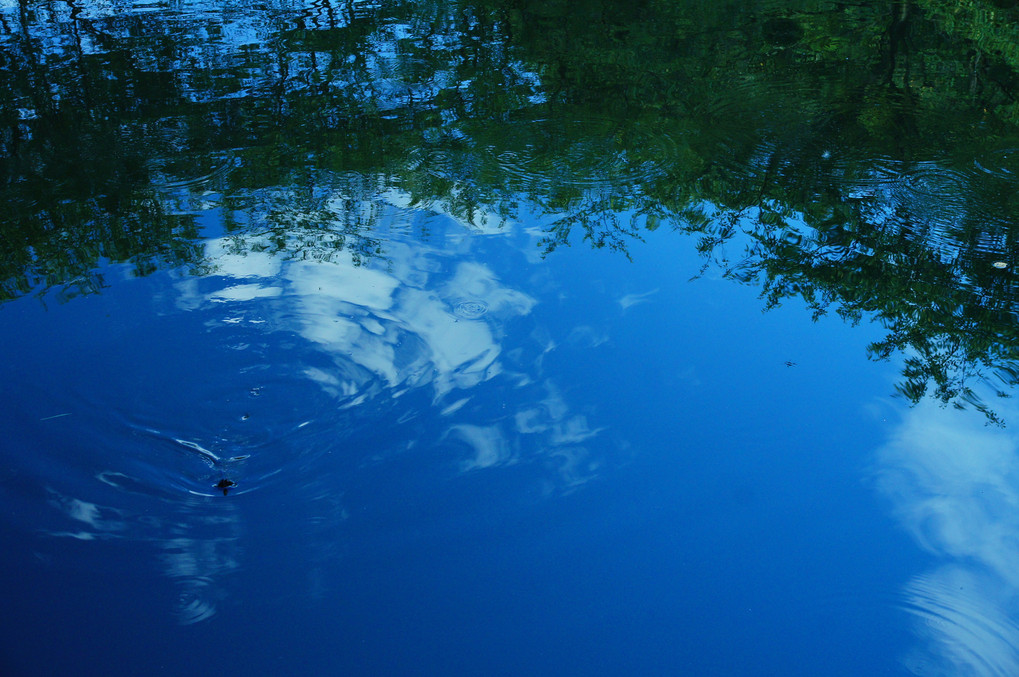 すっぽん池の夏