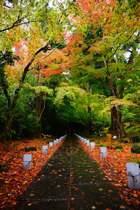 彩り参道