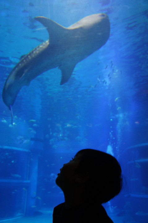 海遊館～ジンベイザメを見上げる