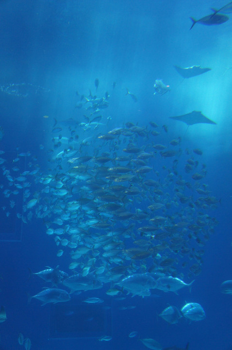 沖縄～ちゅら海水族館2014