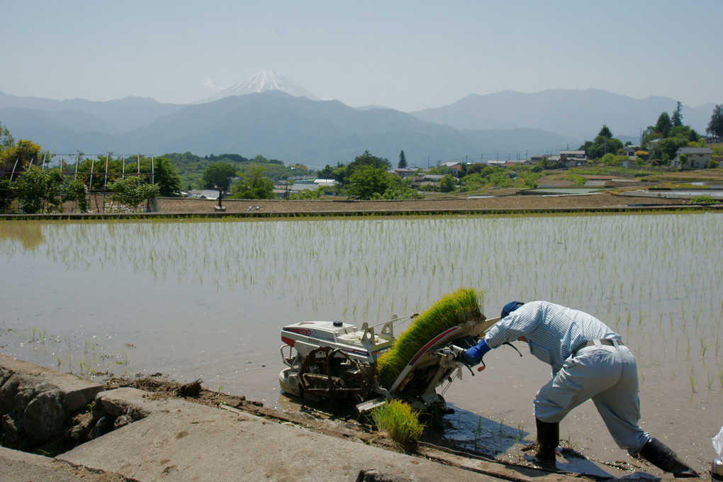 田植えをする人