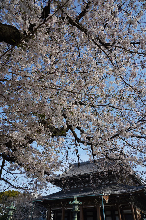東別院桜