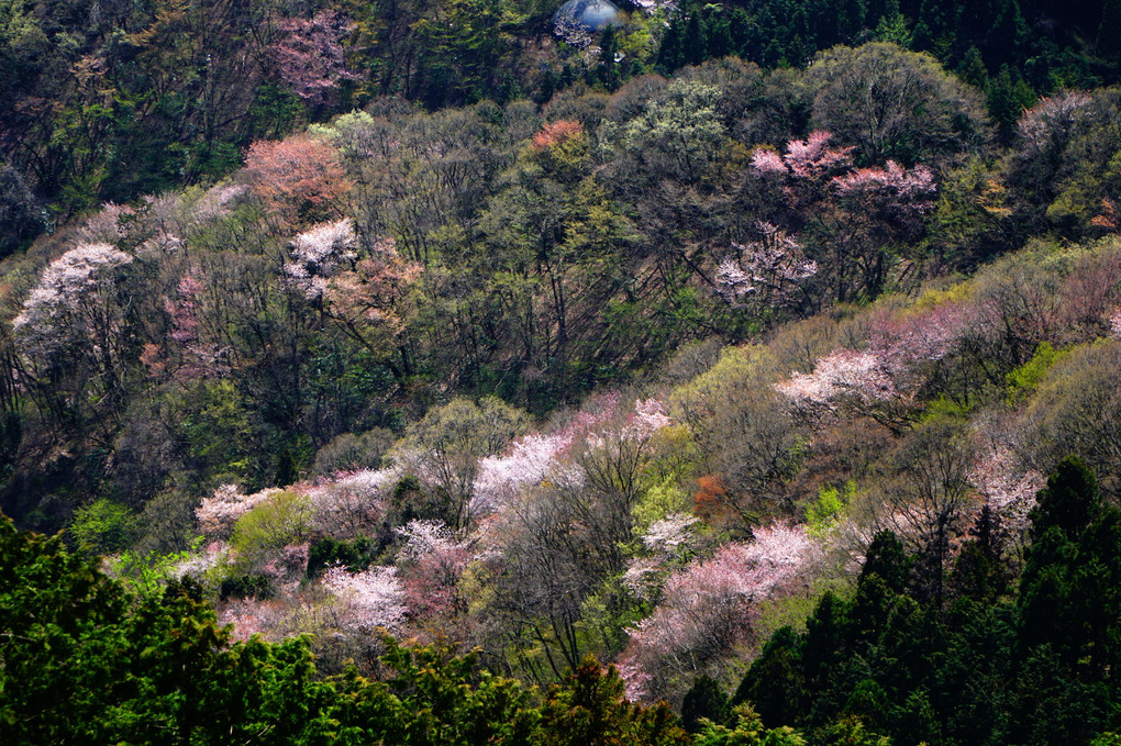 春の奥高尾