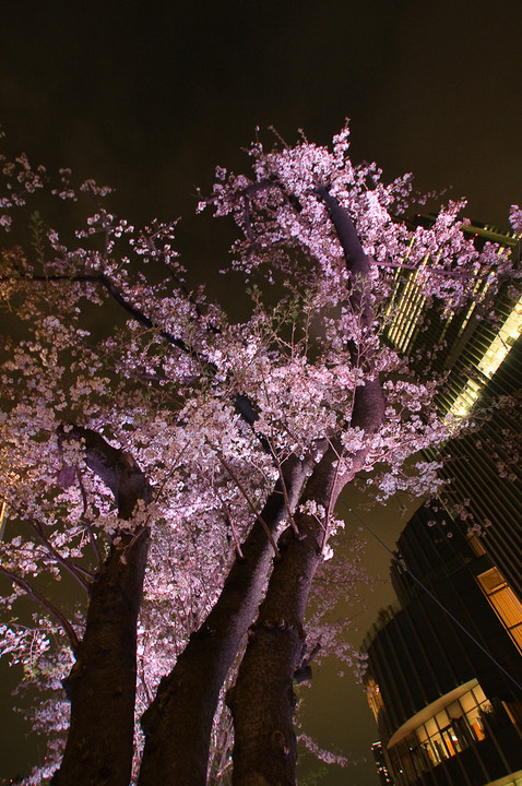 桜 in 六本木