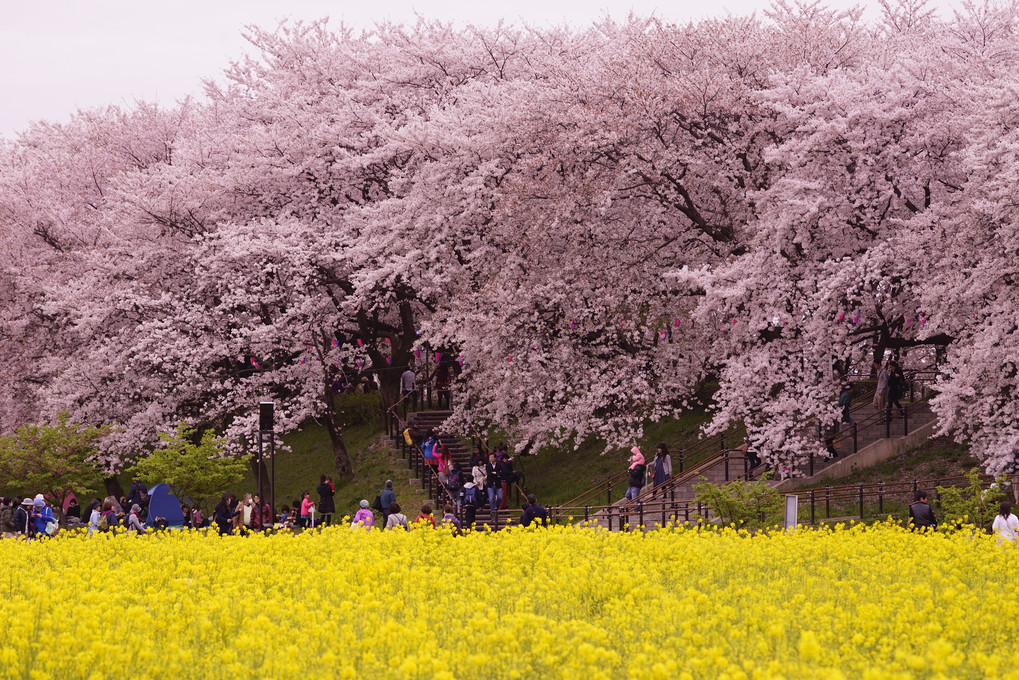 権現堂公園の桜