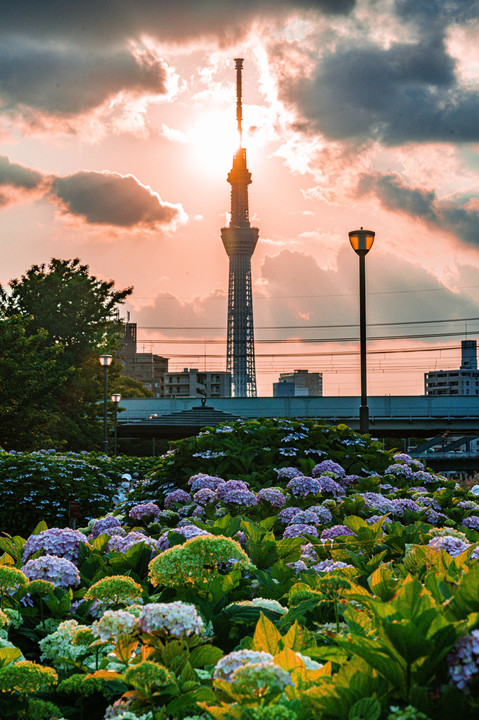 夕陽に照らされる塔と紫陽花