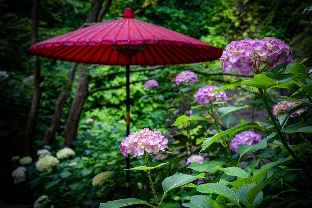 番傘と紫陽花