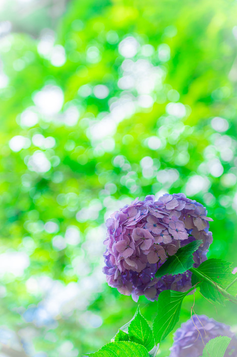 高幡不動尊の紫陽花