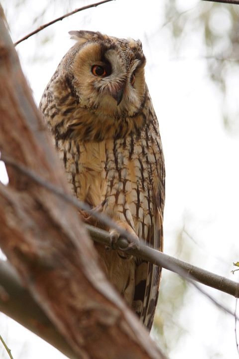 トラフズクさん