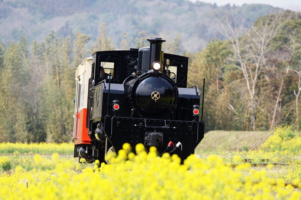 小湊鉄道　里山トロッコ列車