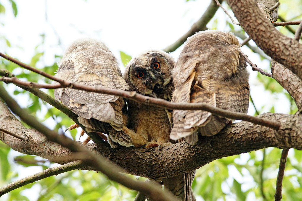 トラフズクちゃんず