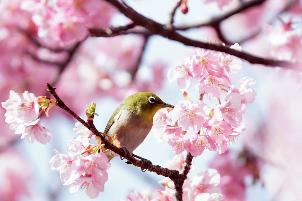 河津桜とメジロ