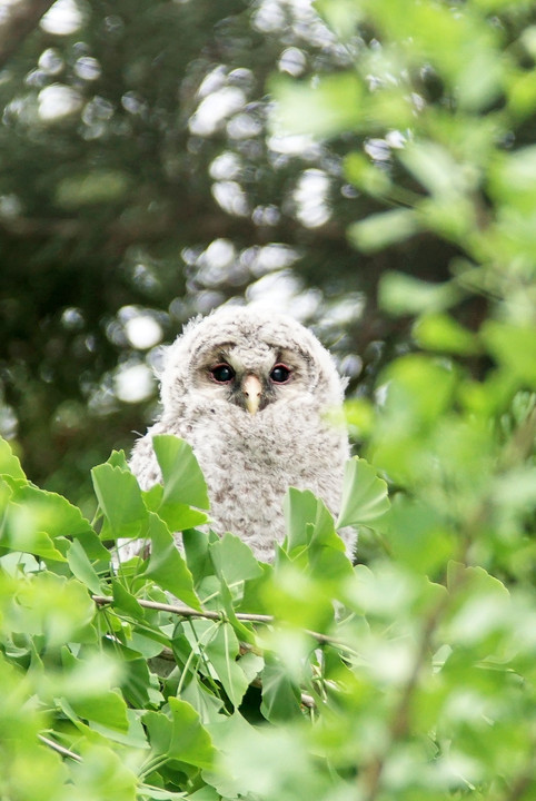 フクロウちゃん