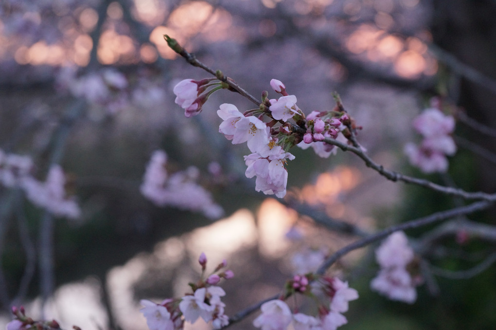 今井の桜