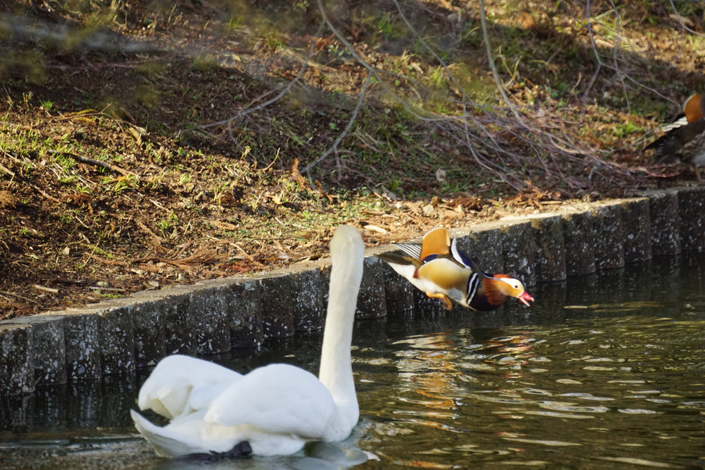 逃げろ