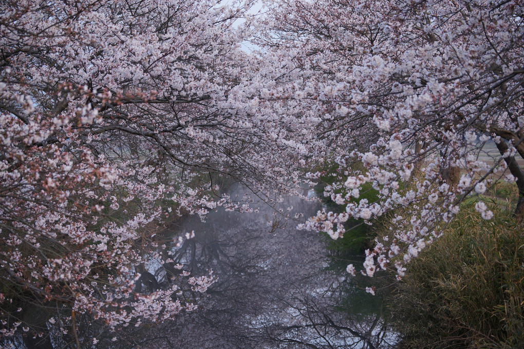 桜の小川