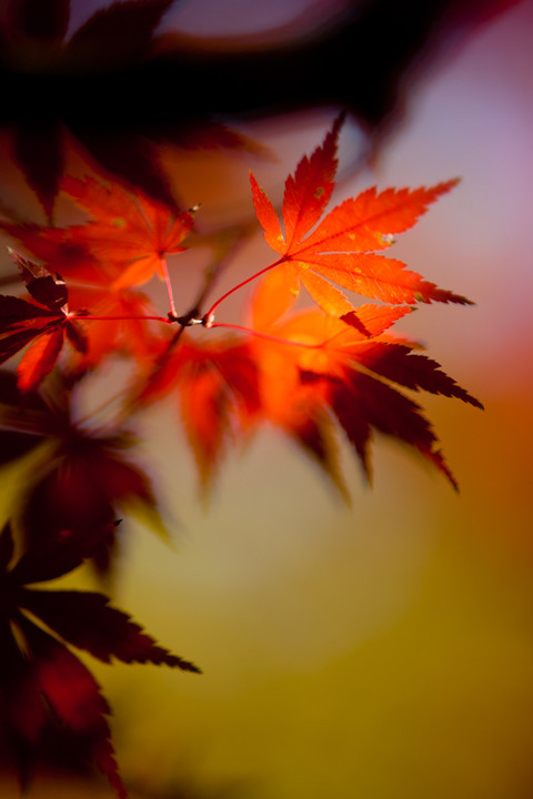 momiji