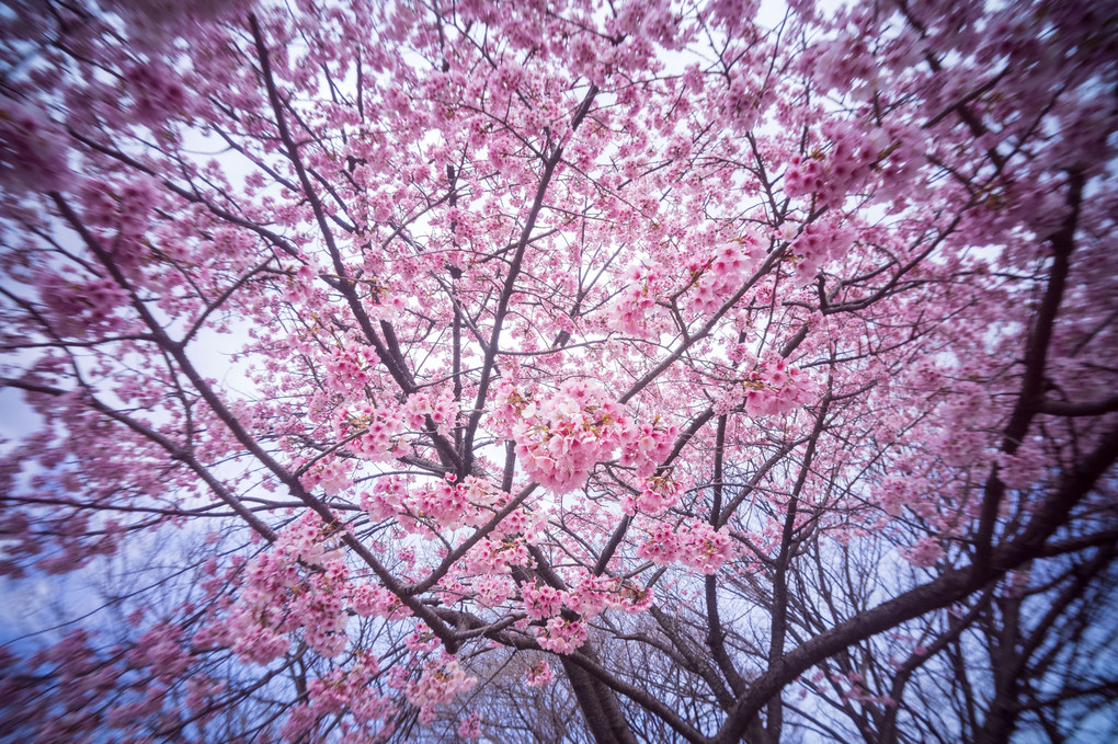 トイレンズで桜