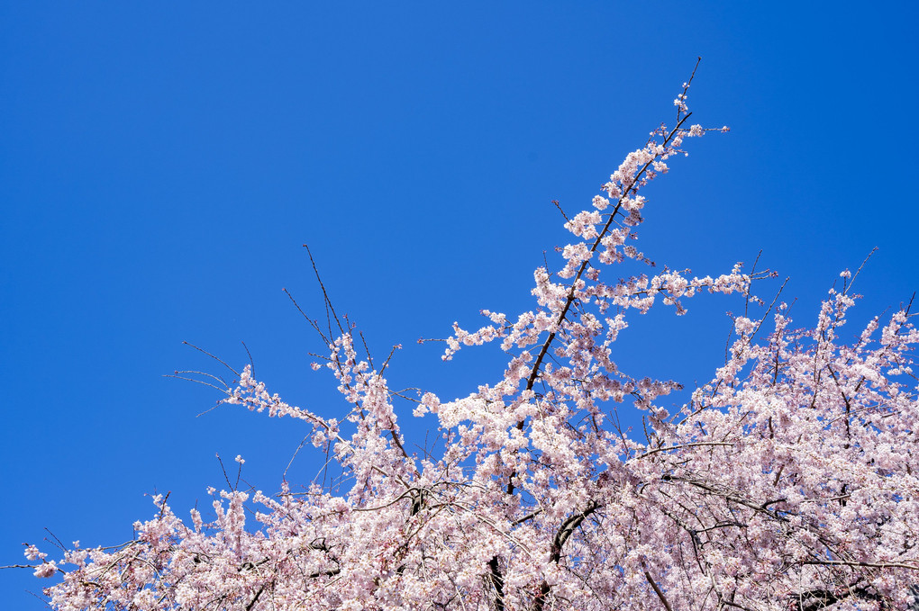 枝垂れ桜、満開
