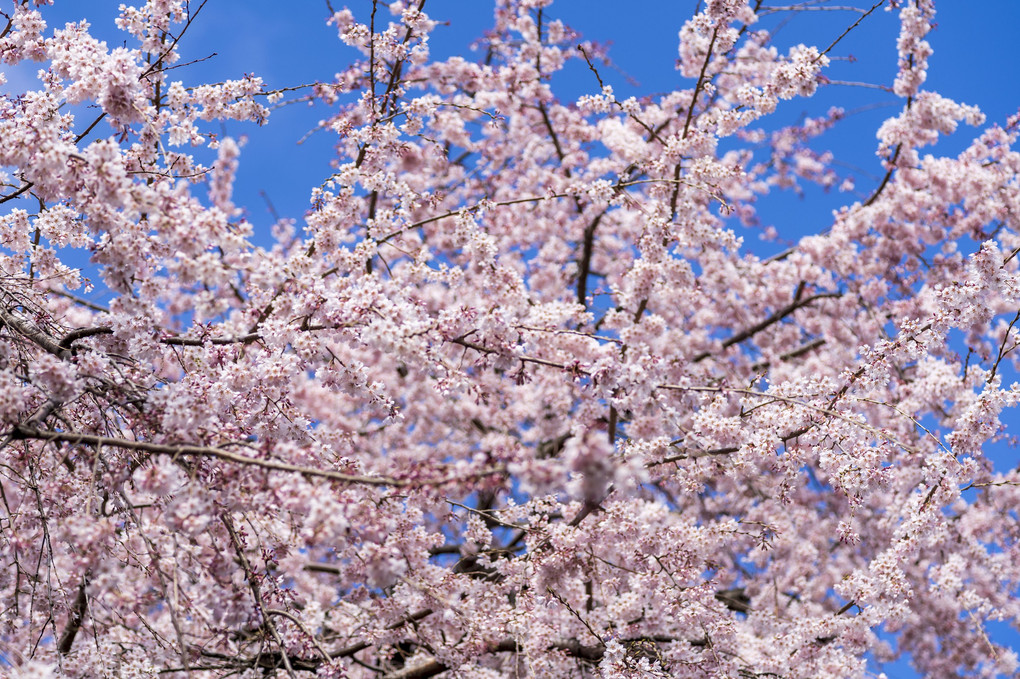 枝垂れ桜、満開