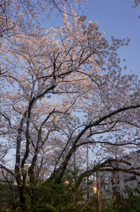 夕桜