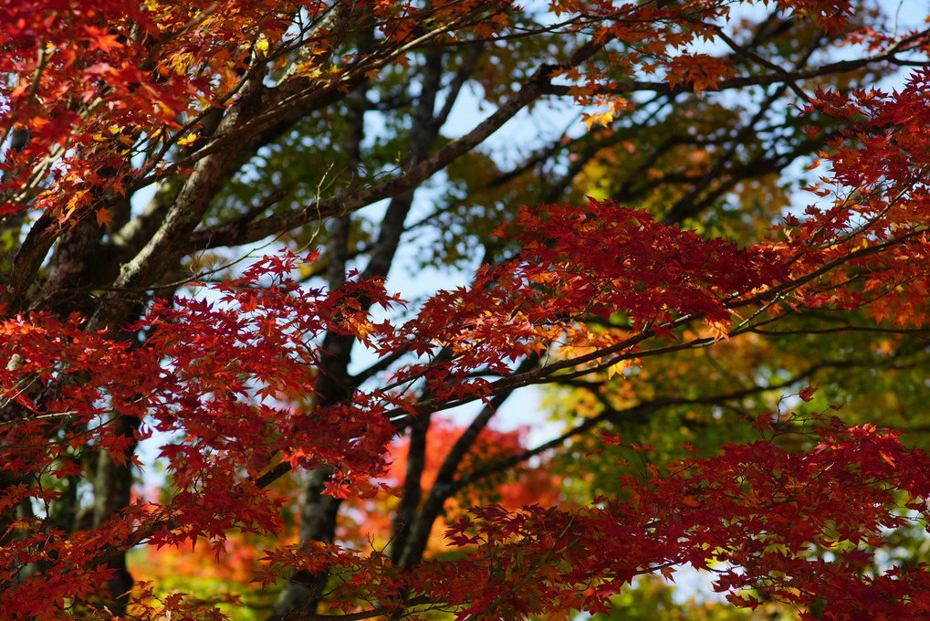 紅葉秘境寺