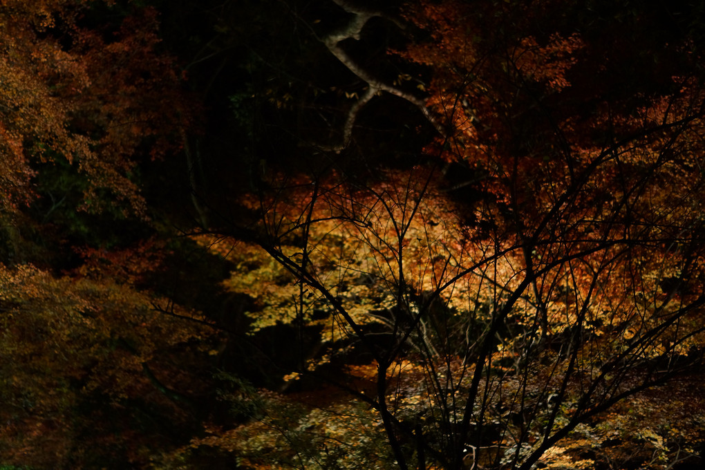 富貴寺のライトアップ2