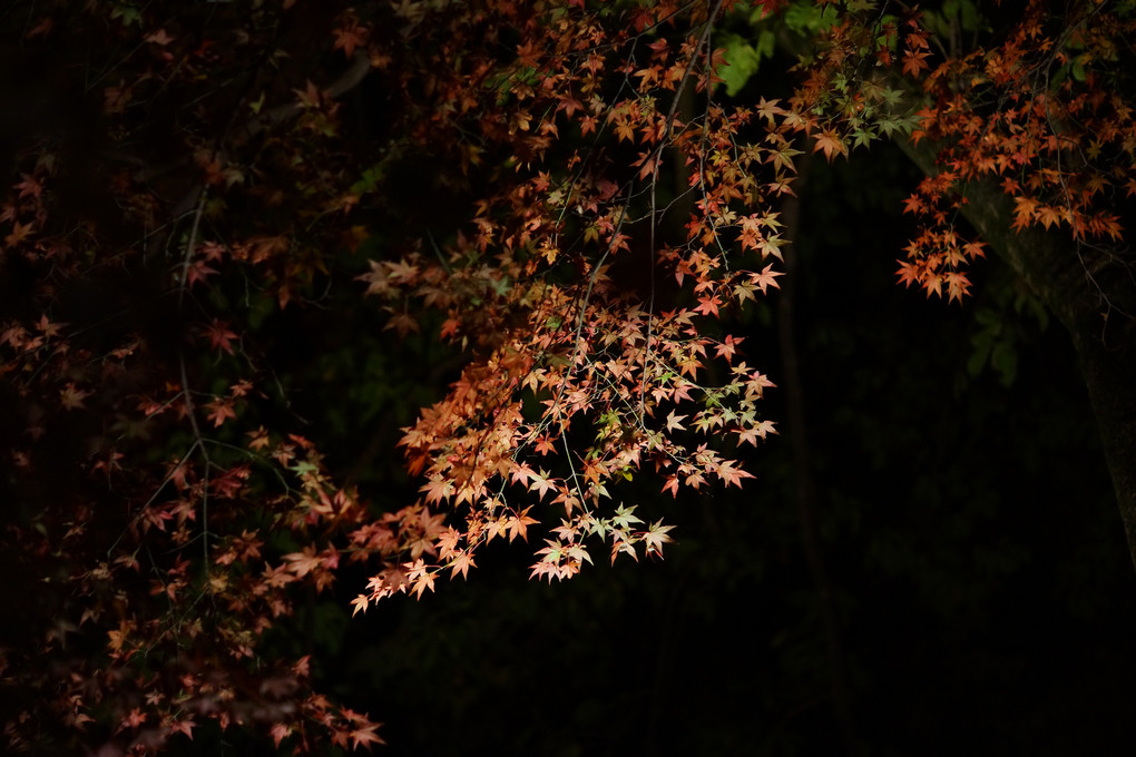 富貴寺のライトアップ３