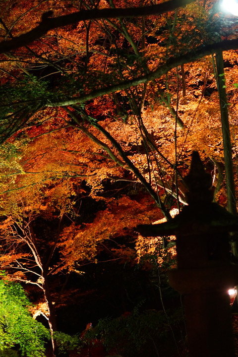 富貴寺のライトアップ４