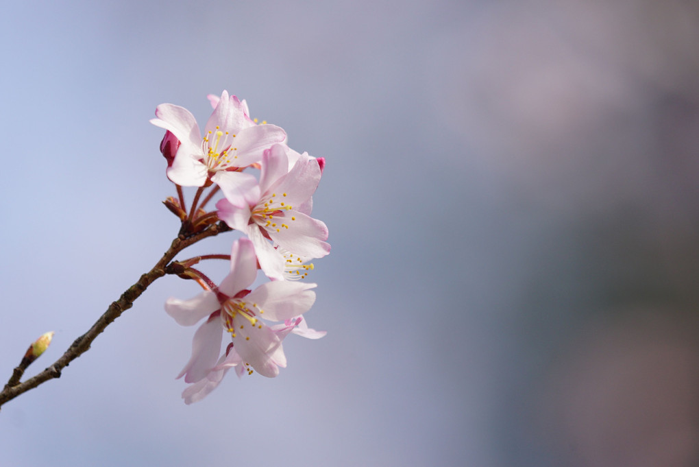 春の彼岸にて…桜