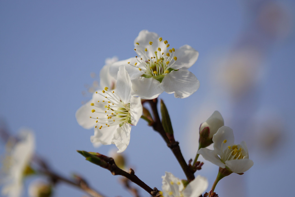 春の彼岸にて…桜